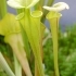 Schlauchpflanze Sarracenia flava